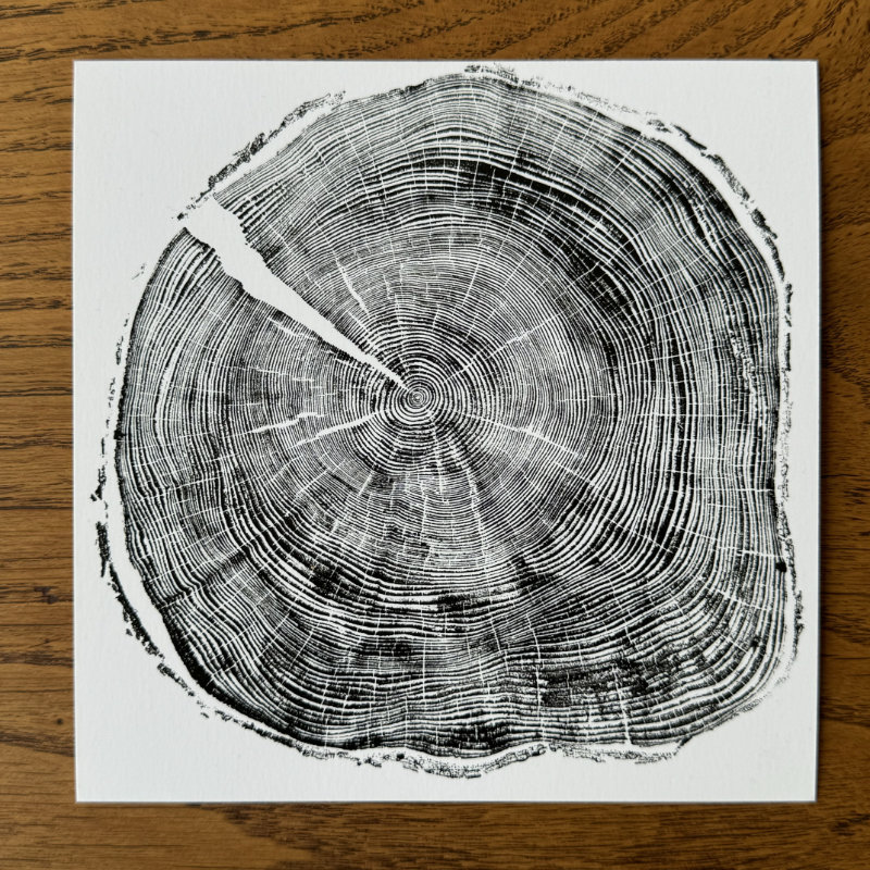 fünf postkarten - schwarzwaldbäume - zeit