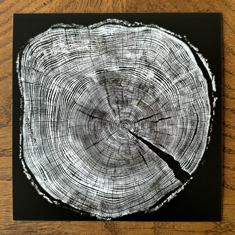 fünf postkarten - schwarzwaldbäume - zeit